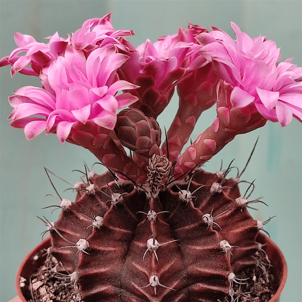 Gymnocalycium Mihanovichii