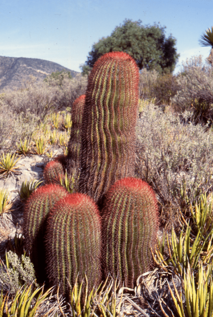Ferocactus Pilosus