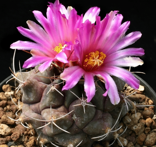 Thelocactus Hexacanthus Subsp. Buekii