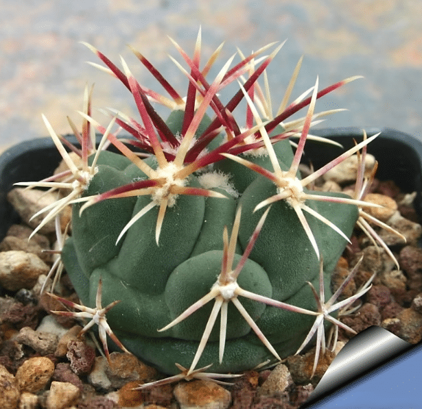 Thelocactus Hexacanthus Var. Heterochromus