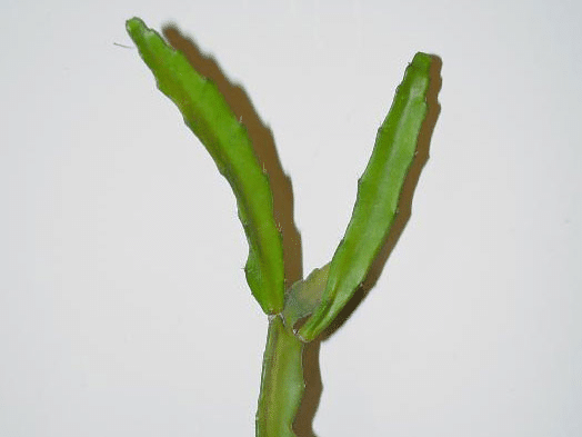 Weberbauerocereus Glaber