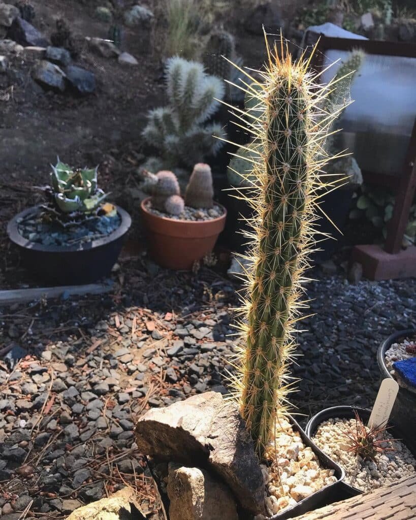 Top 5 FAQ And Answers For Corryocactus