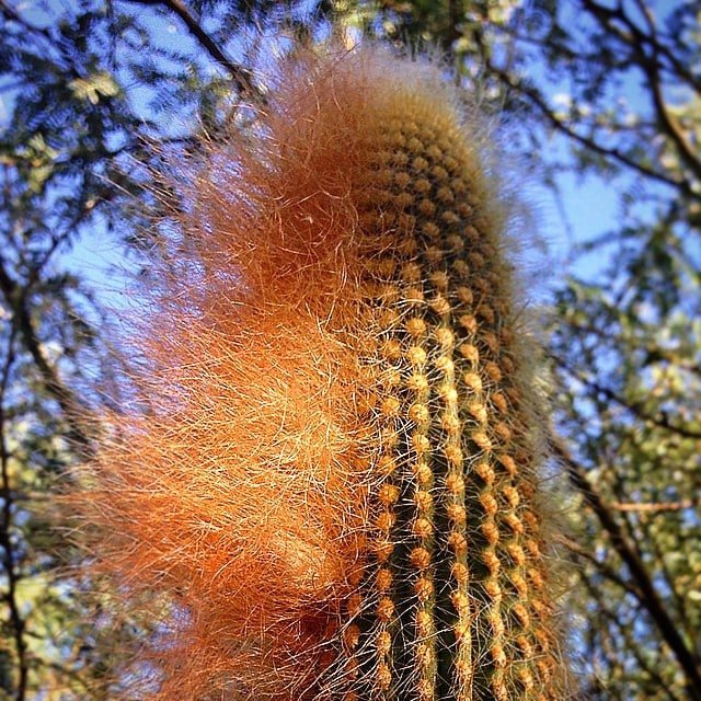 10 Rare And Stunning Cactus Varieties To Elevate Your Garden!