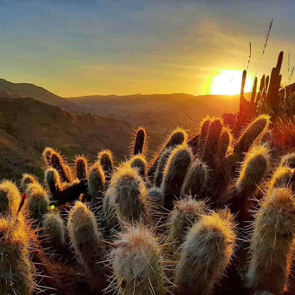 Top 6 Most Popular Types Of Corryocactus Pictorial Guide