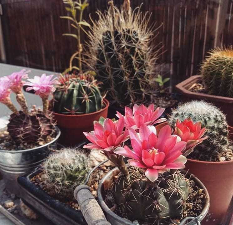 5 Most Popular Types Of Thelocactus Hexacanthus Pictorial Guide