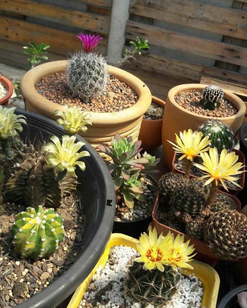 5 Most Popular Types Of Thelocactus Hexacanthus Pictorial Guide