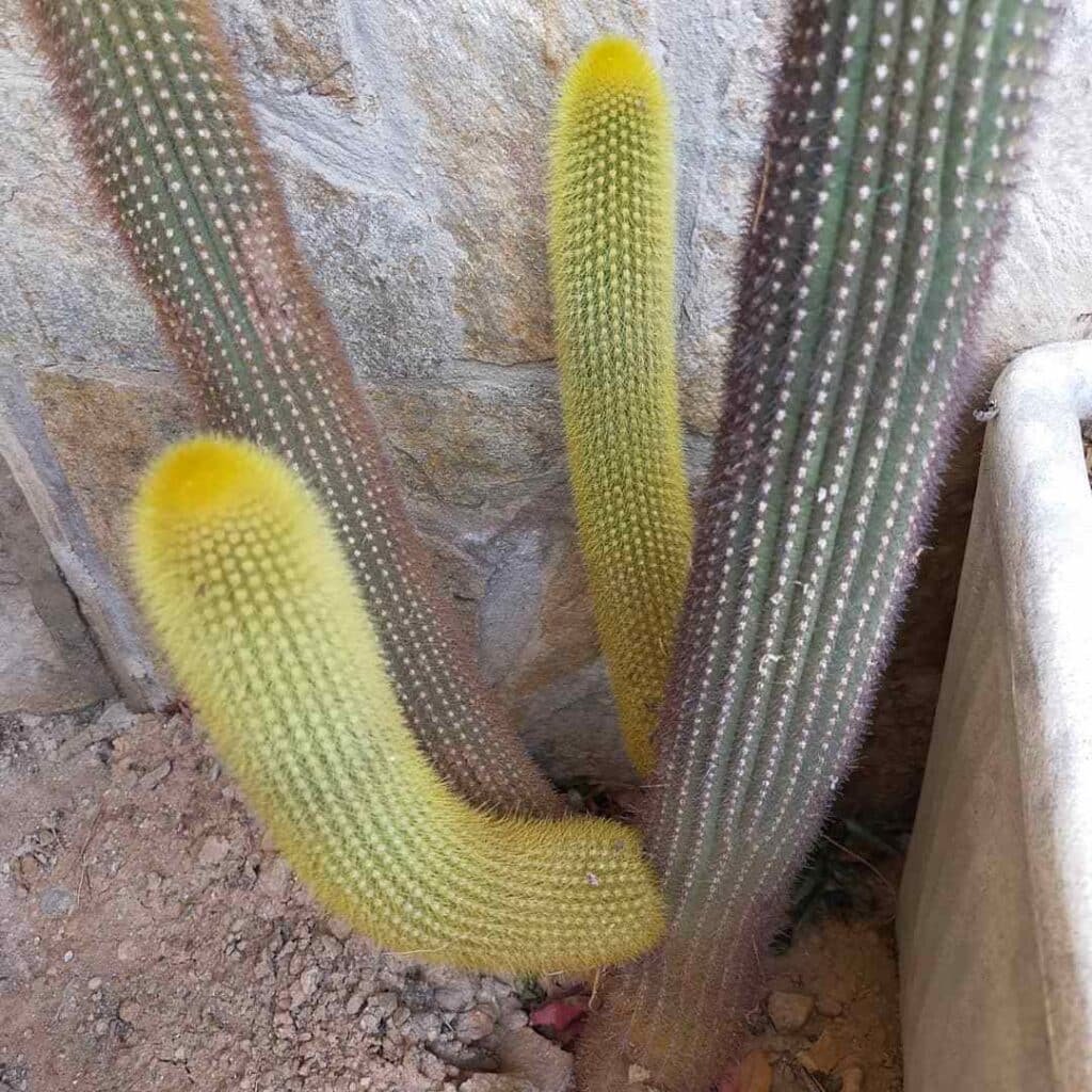 Weberbauerocereus Winterianus