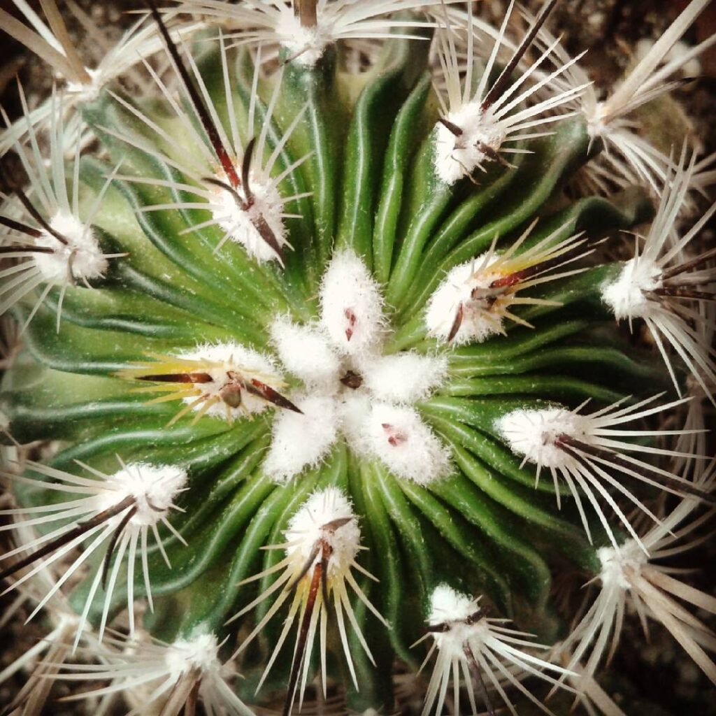 10 Rare And Stunning Cactus Varieties To Elevate Your Garden!