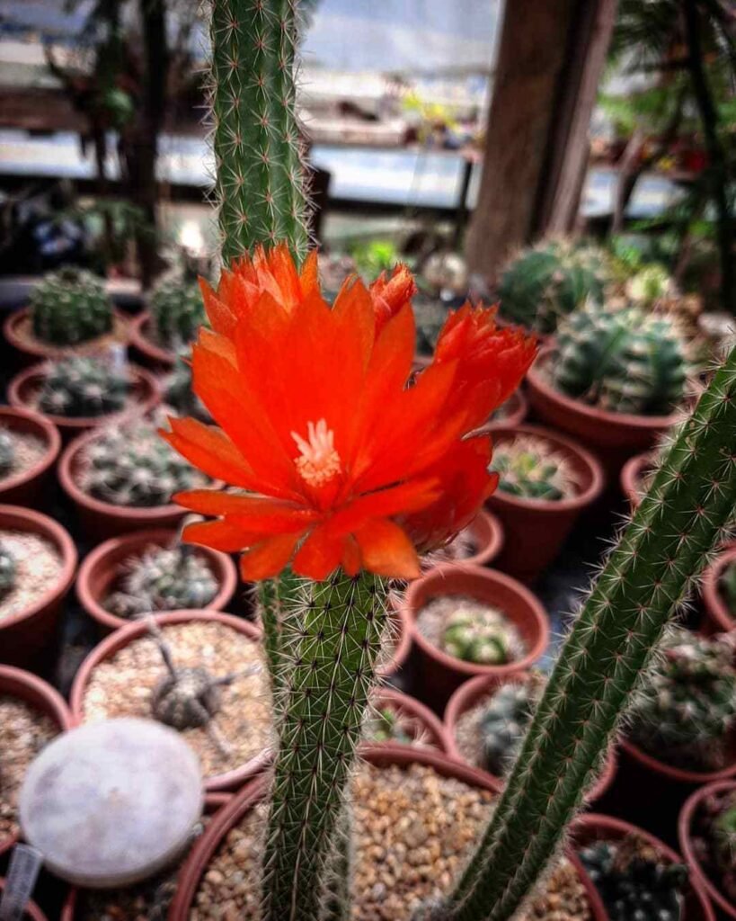 How To Propagate Corryocactus