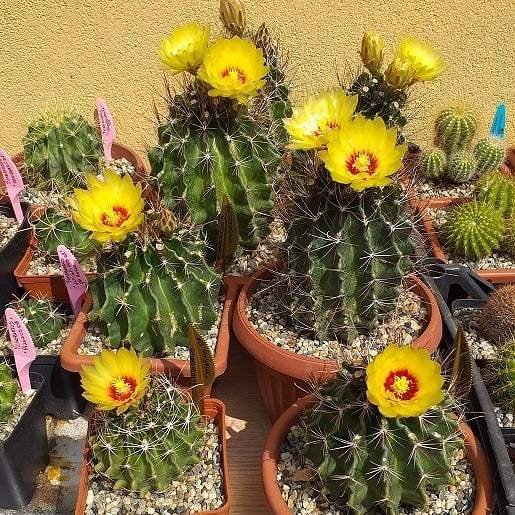 5 Most Popular Types Of Thelocactus Hexacanthus Pictorial Guide