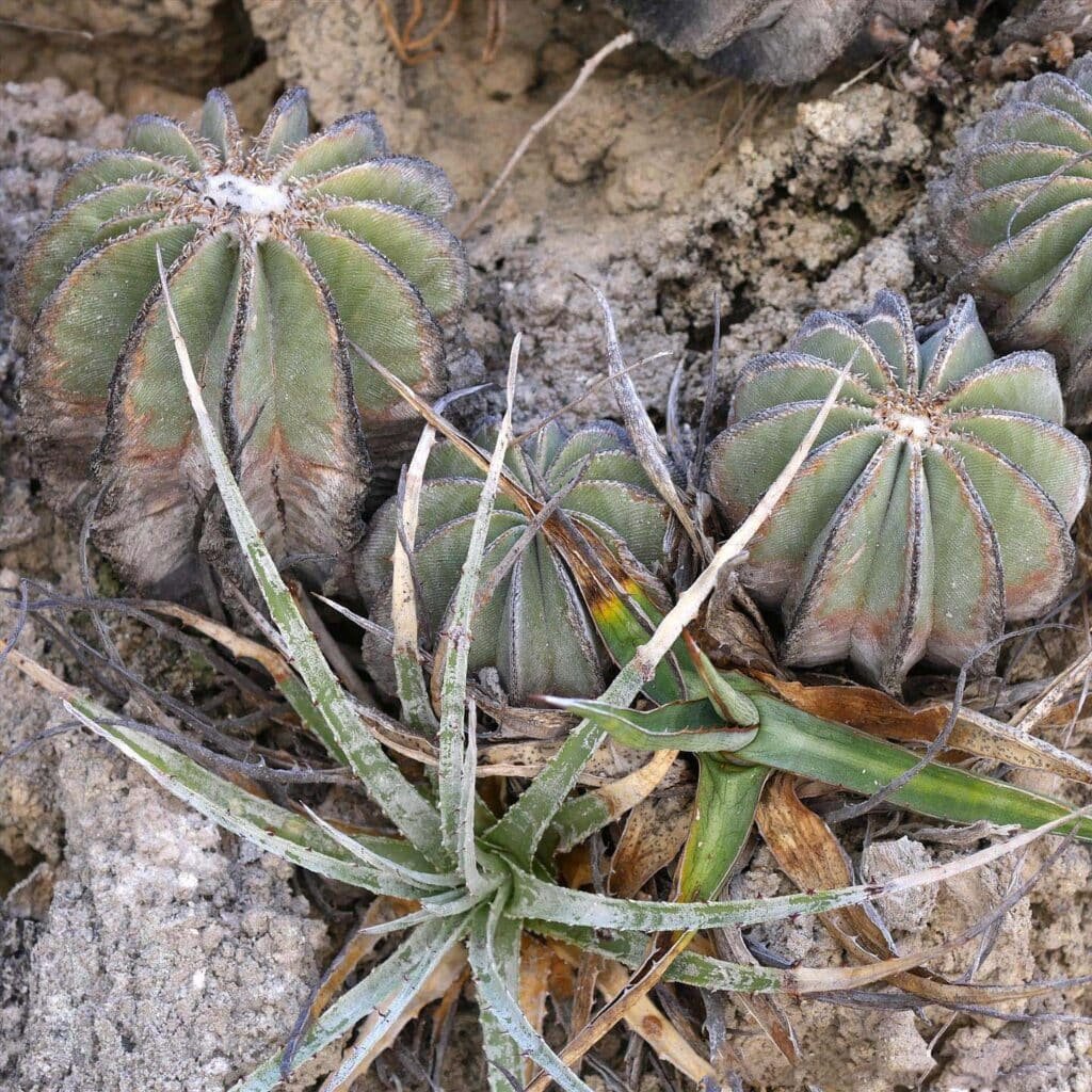 How To Grow And Care For Aztekium
