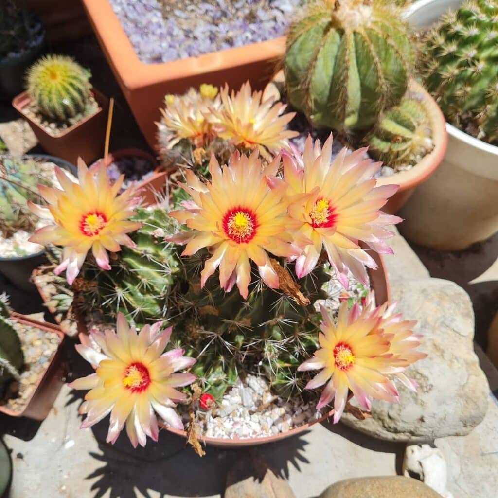 How To Grow And Care For Thelocactus Hexacanthus