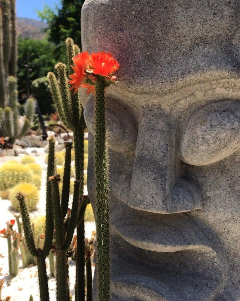 How To Grow And Care For Corryocactus