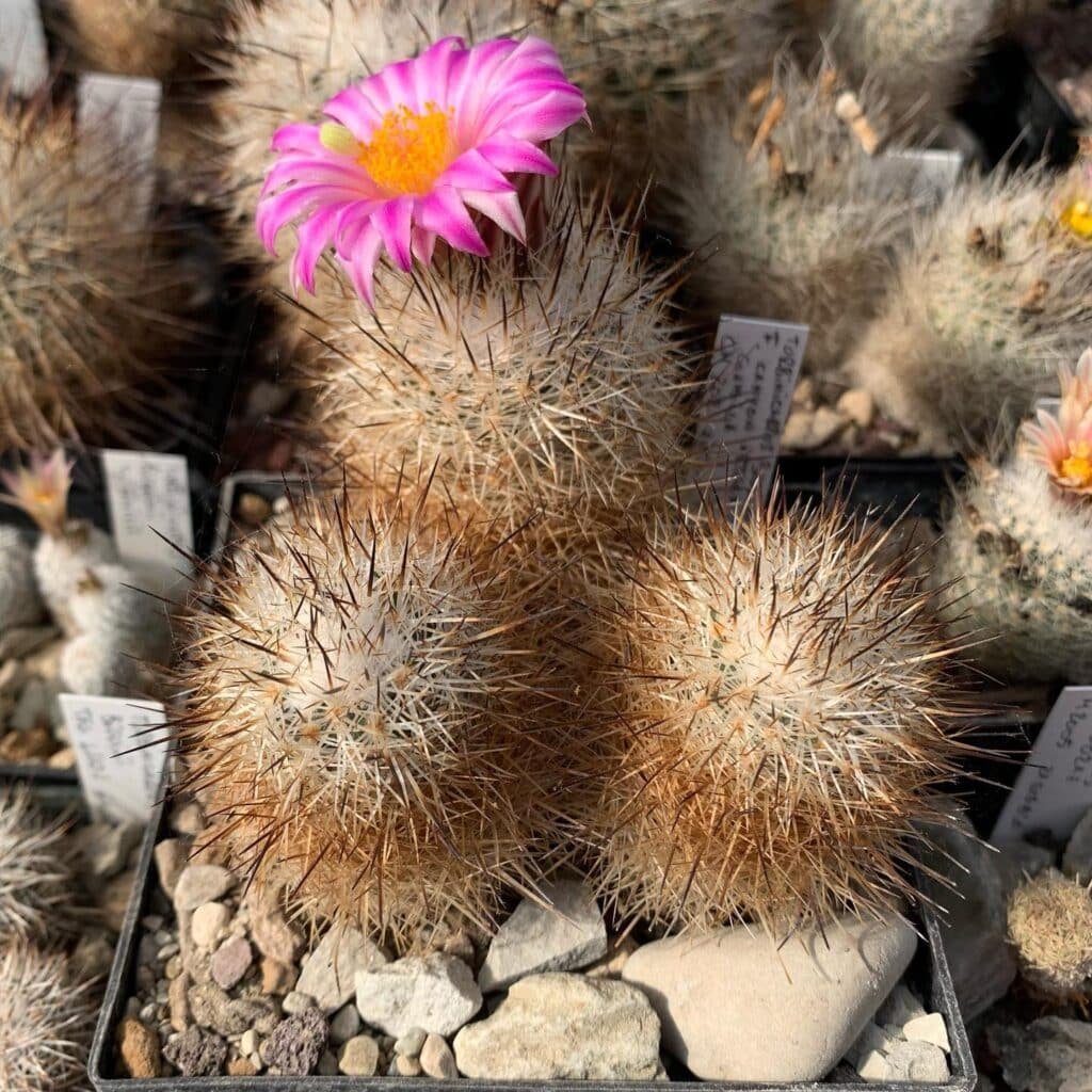 Turbinicarpus Beguinii