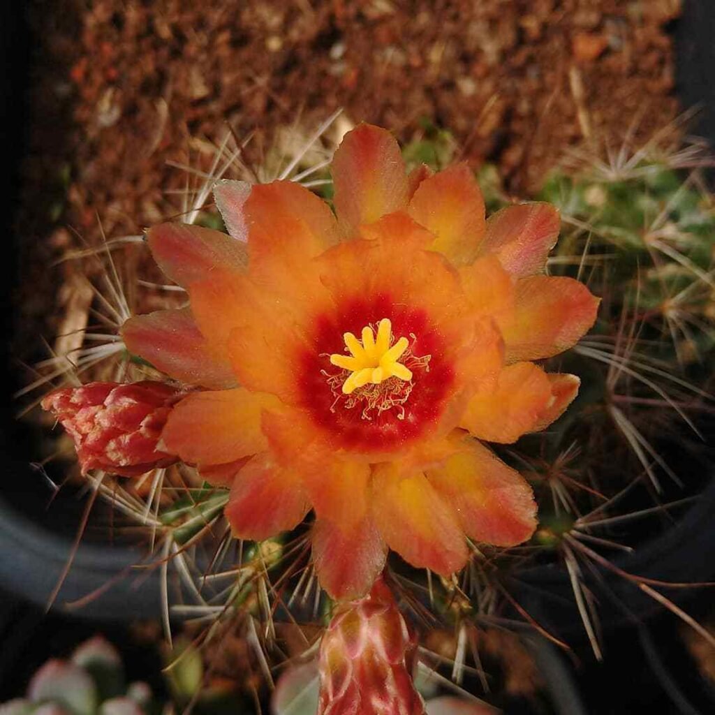 How To Propagate Thelocactus Hexacanthus