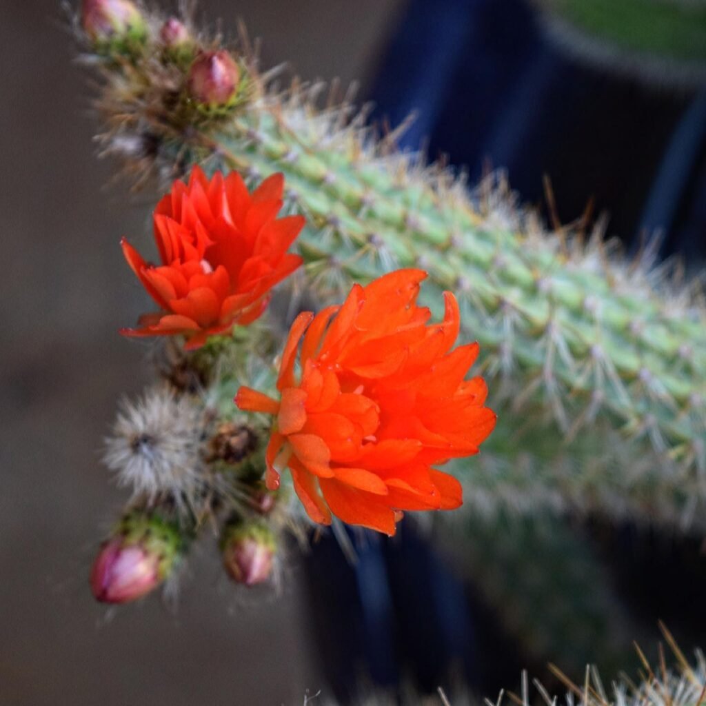 Top 6 Most Popular Types Of Corryocactus Pictorial Guide