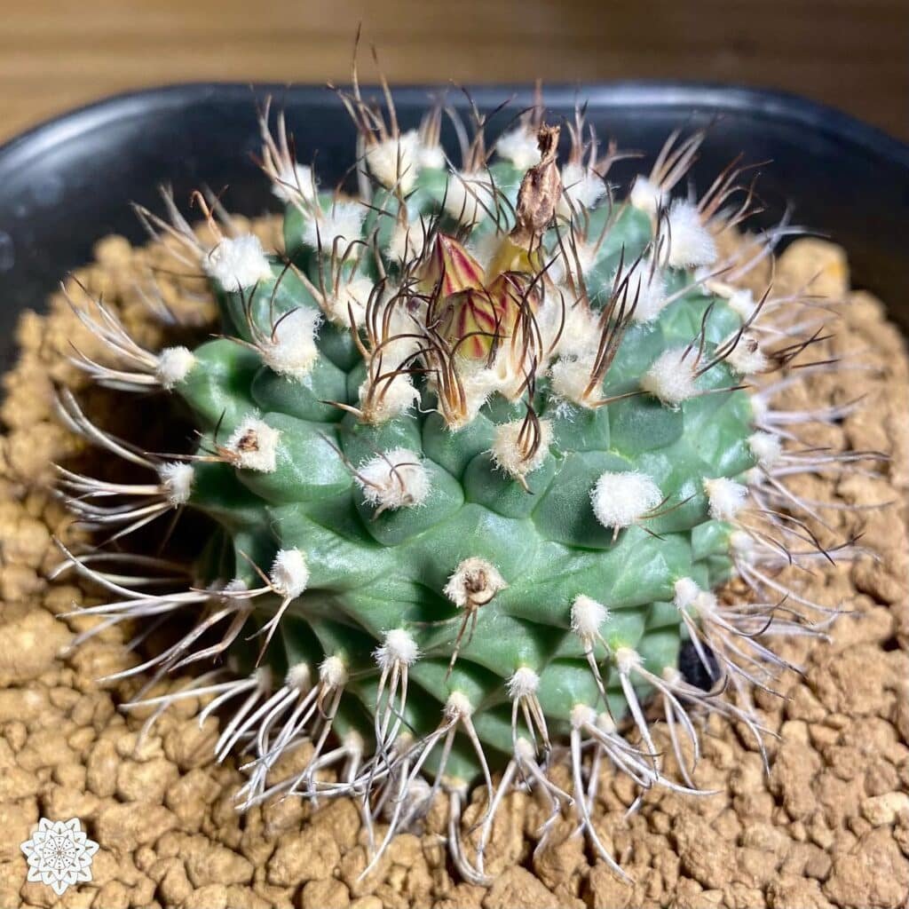 Turbinicarpus Swobodae