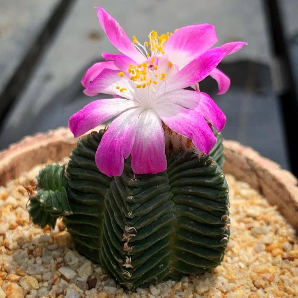 How To Grow And Care For Aztekium