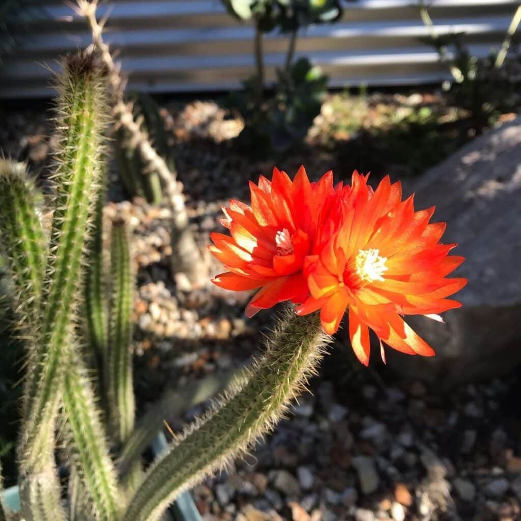 Corryocactus Apiciflorus