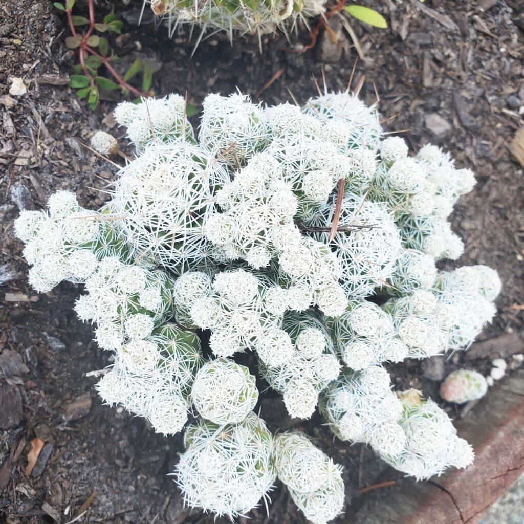 Top 5 FAQ And Answers For Rare And Stunning Cactus Varieties