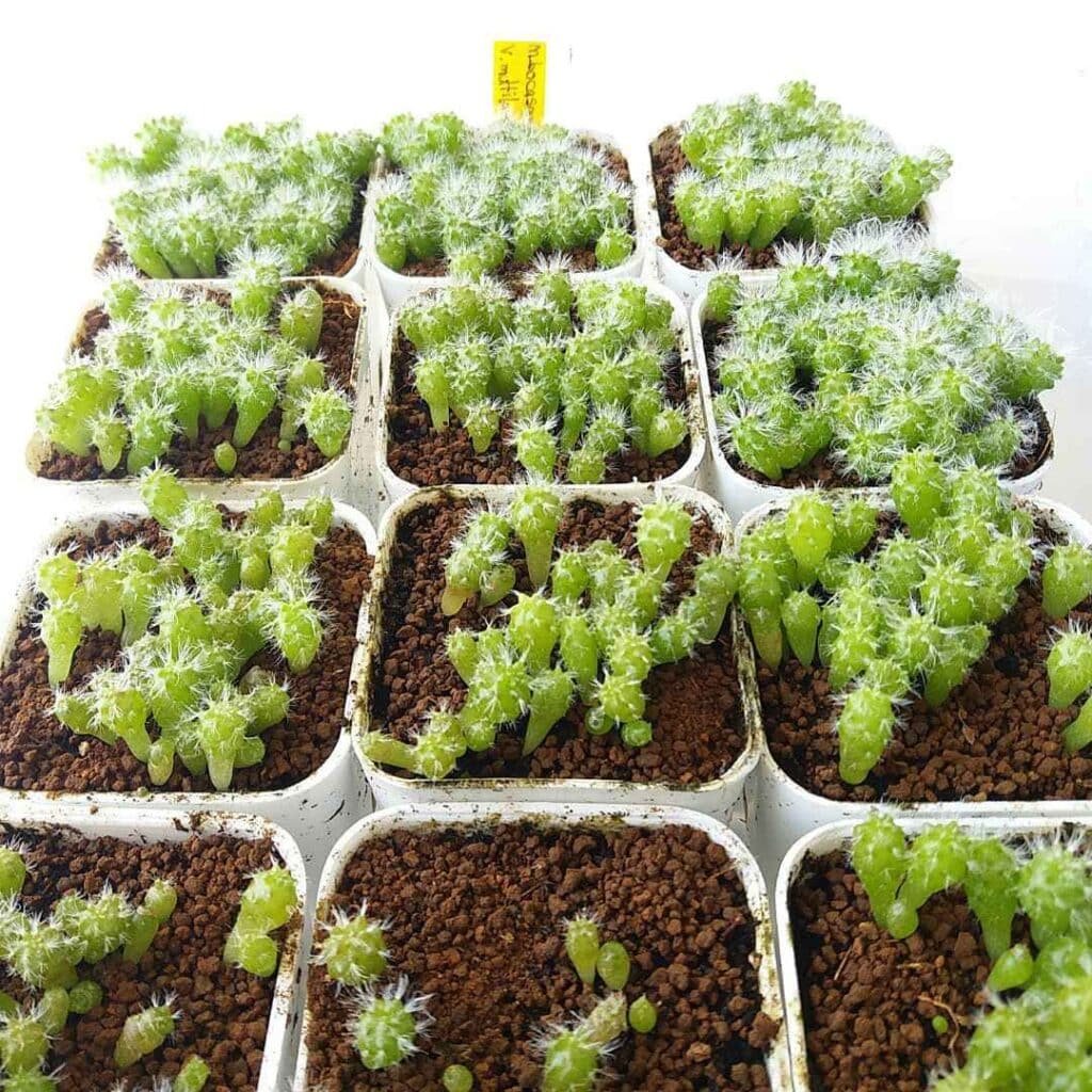 Cactus Cultivation Unlocked: Your Complete Guide To Growing From Seed!