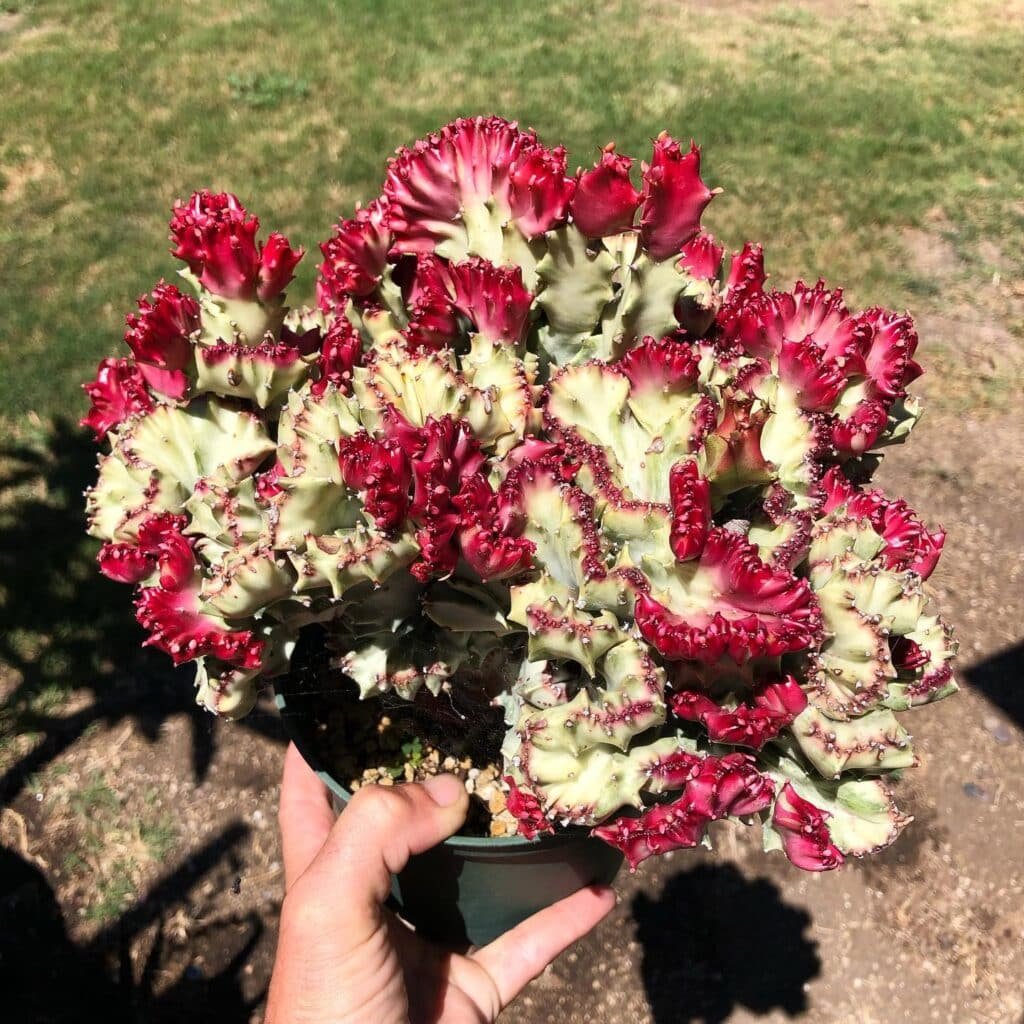 Top 10 Interesting Facts About Rare And Stunning Cactus Varieties