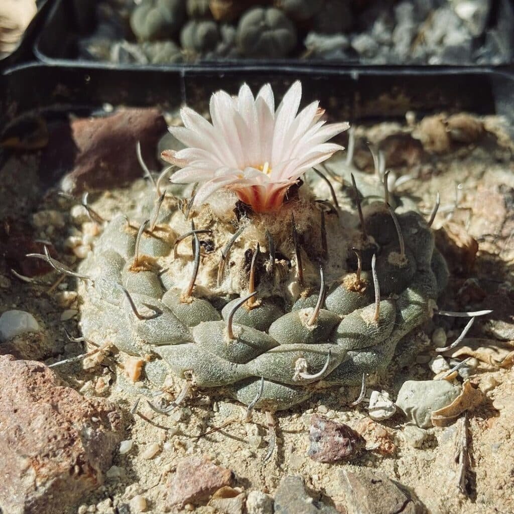 Turbinicarpus Jauernigii