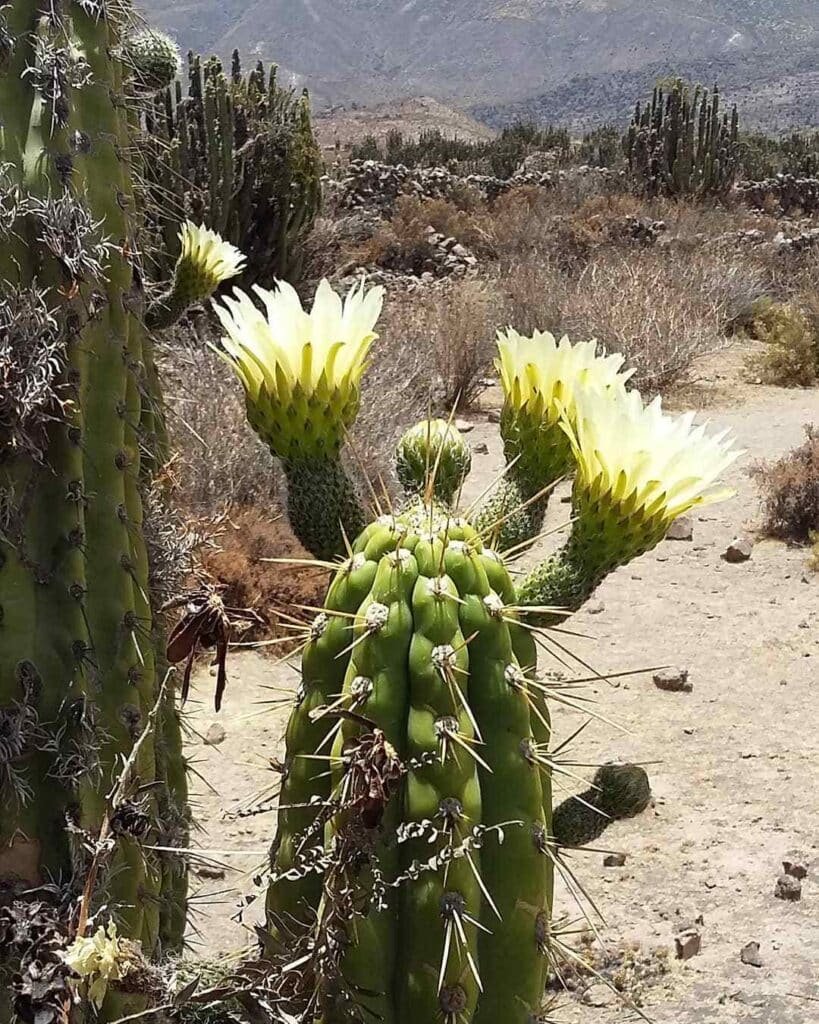 Top 10 Interesting Facts About Corryocactus