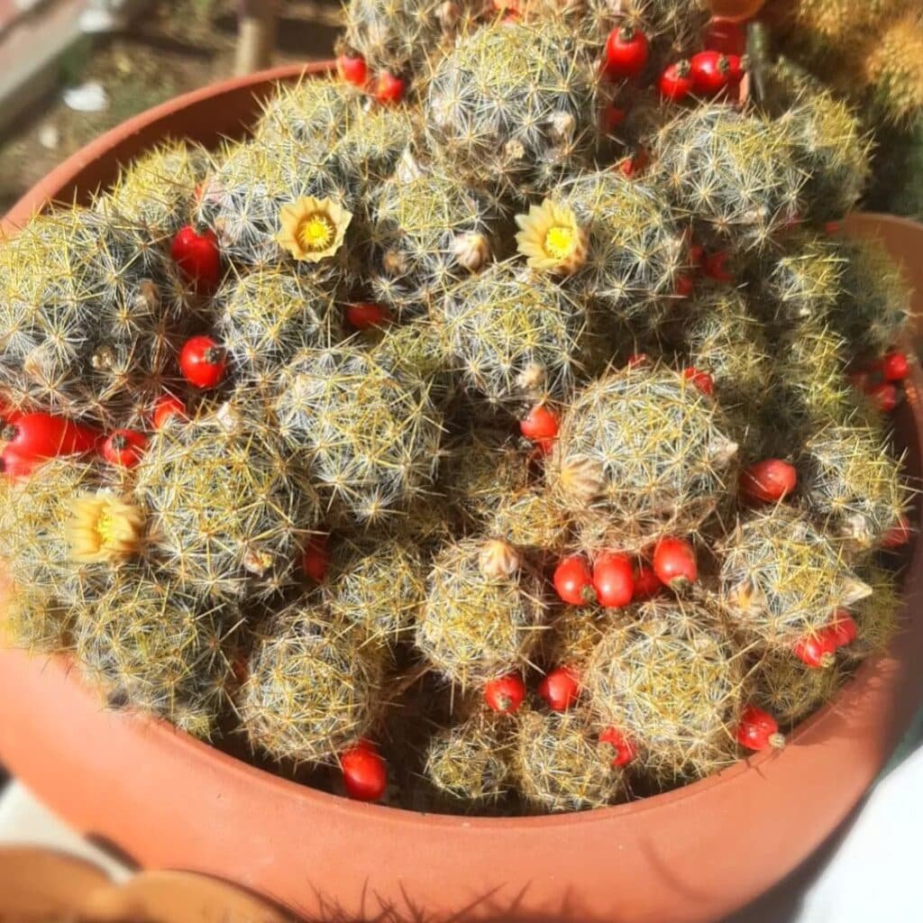 Mammillaria Prolifera