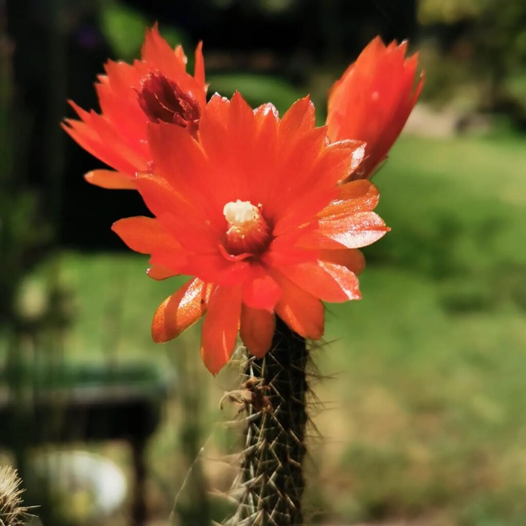 Top 6 Most Popular Types Of Corryocactus Pictorial Guide