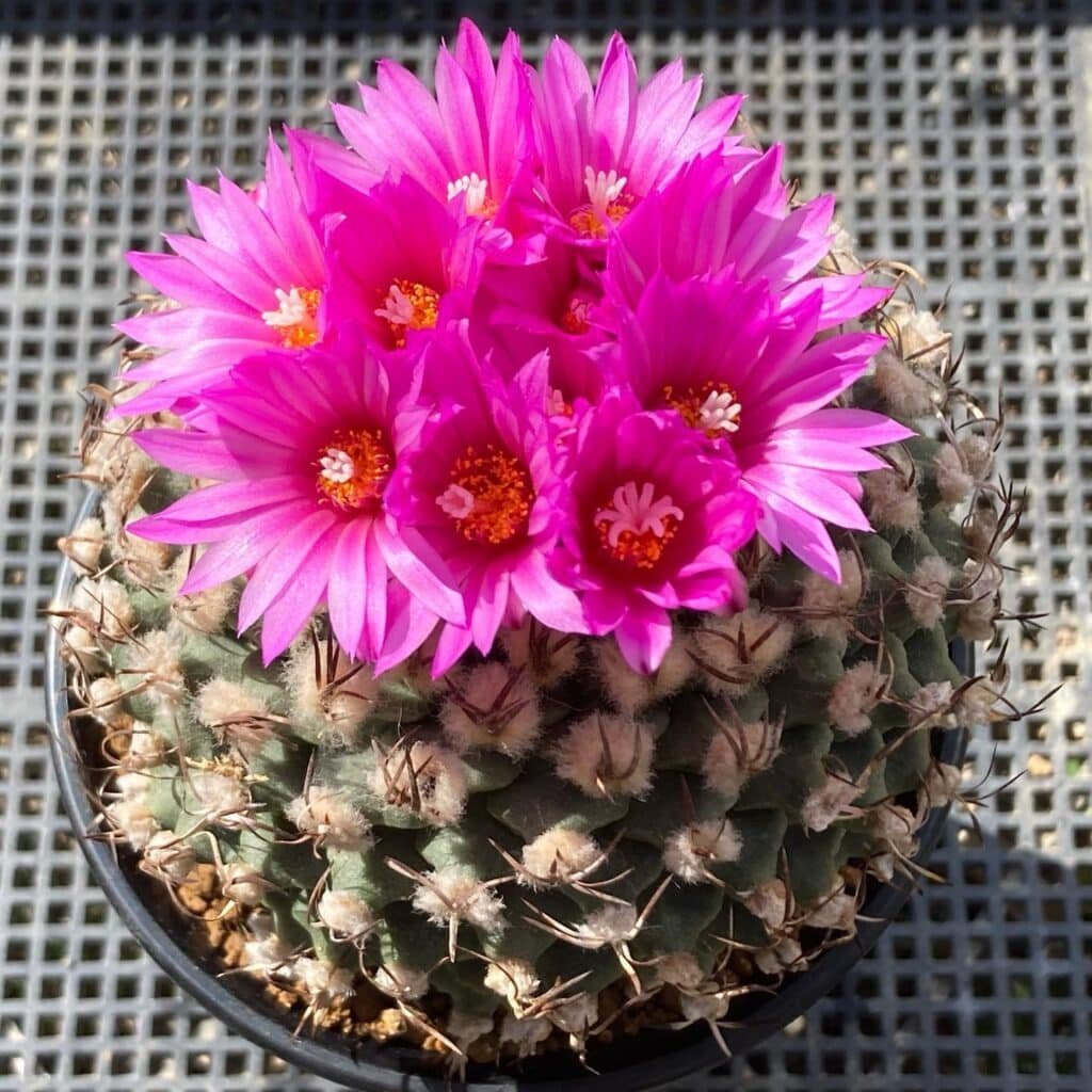 Turbinicarpus Alonsoi