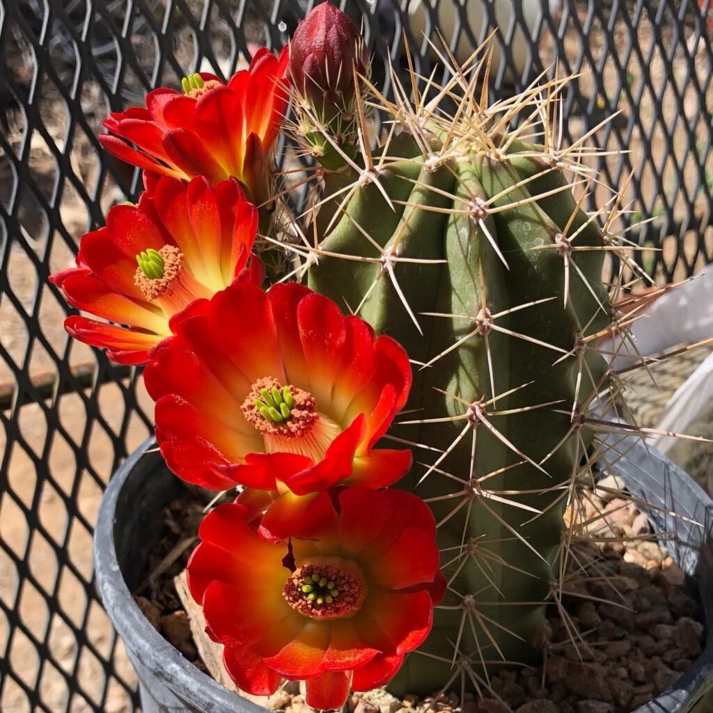 Echinocereus Triglochidiatus