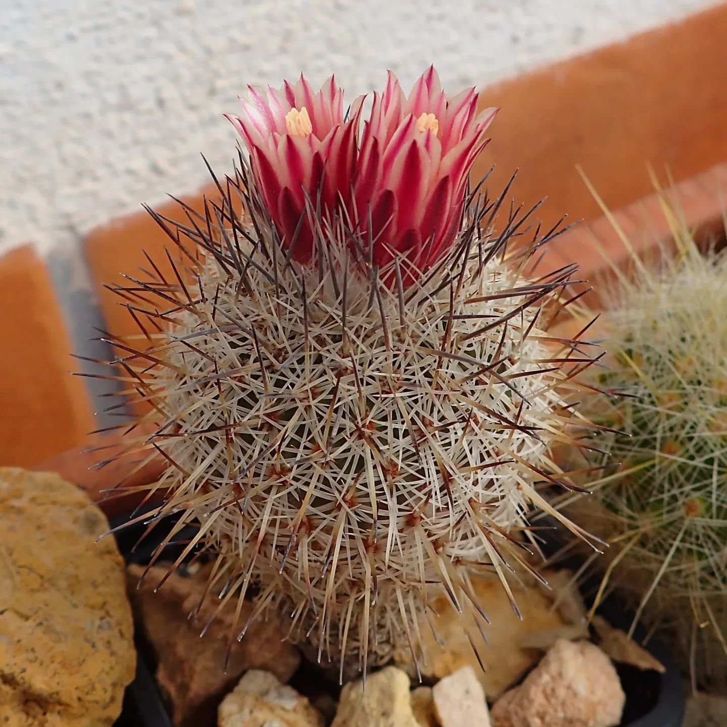 Turbinicarpus Mandragora