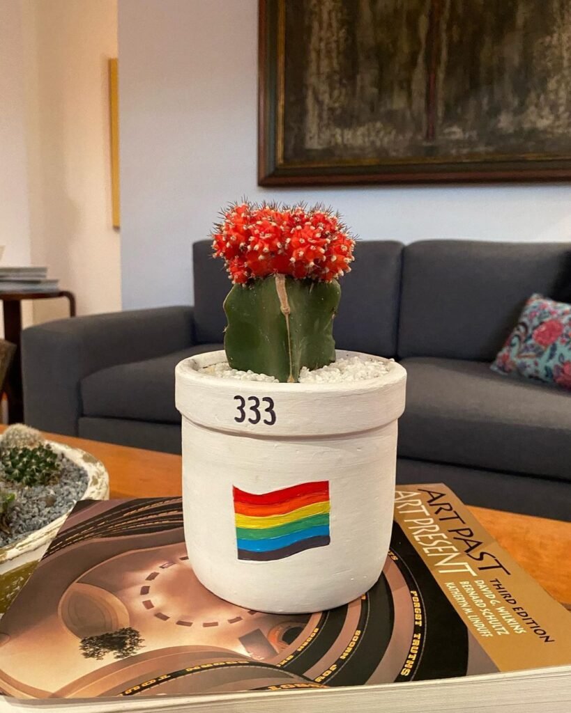 Why Cactus Plants Are The Best Plants For Small Spaces