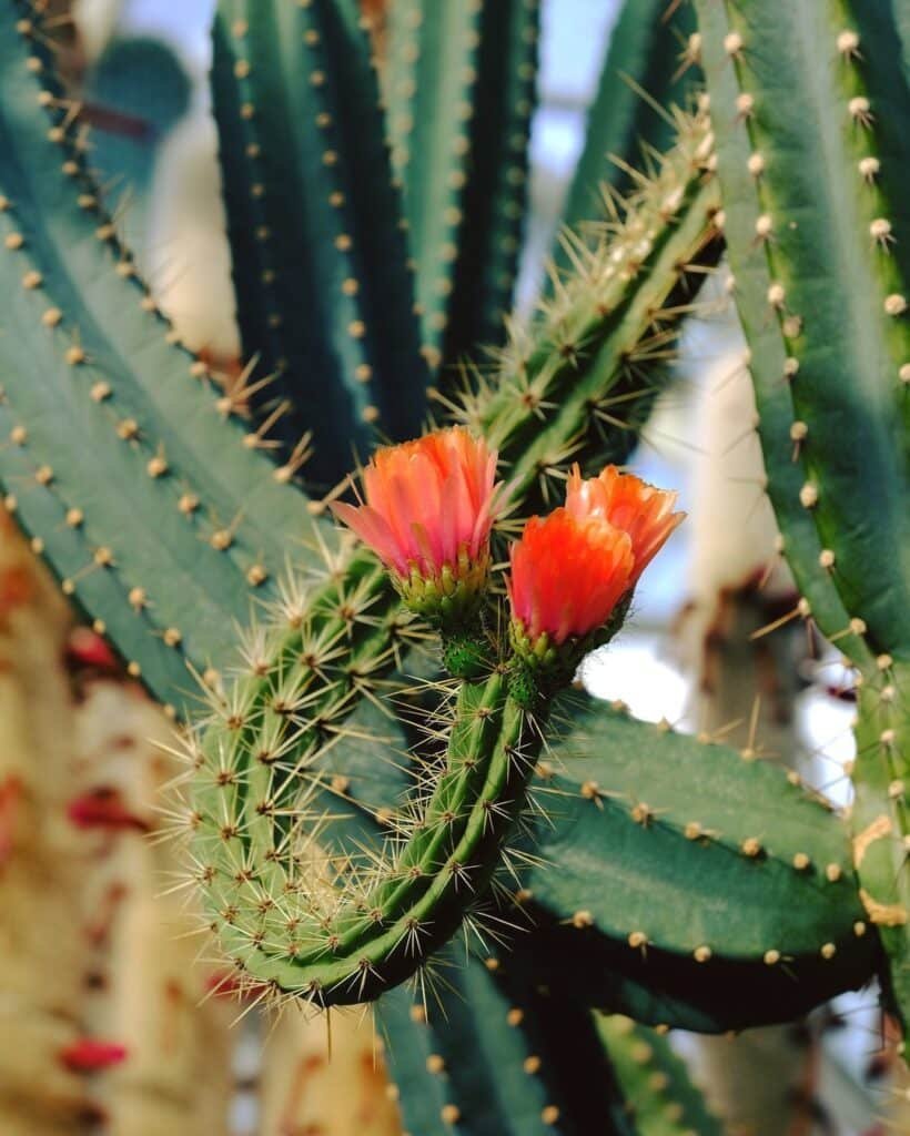 Corryocactus Melanotrichus