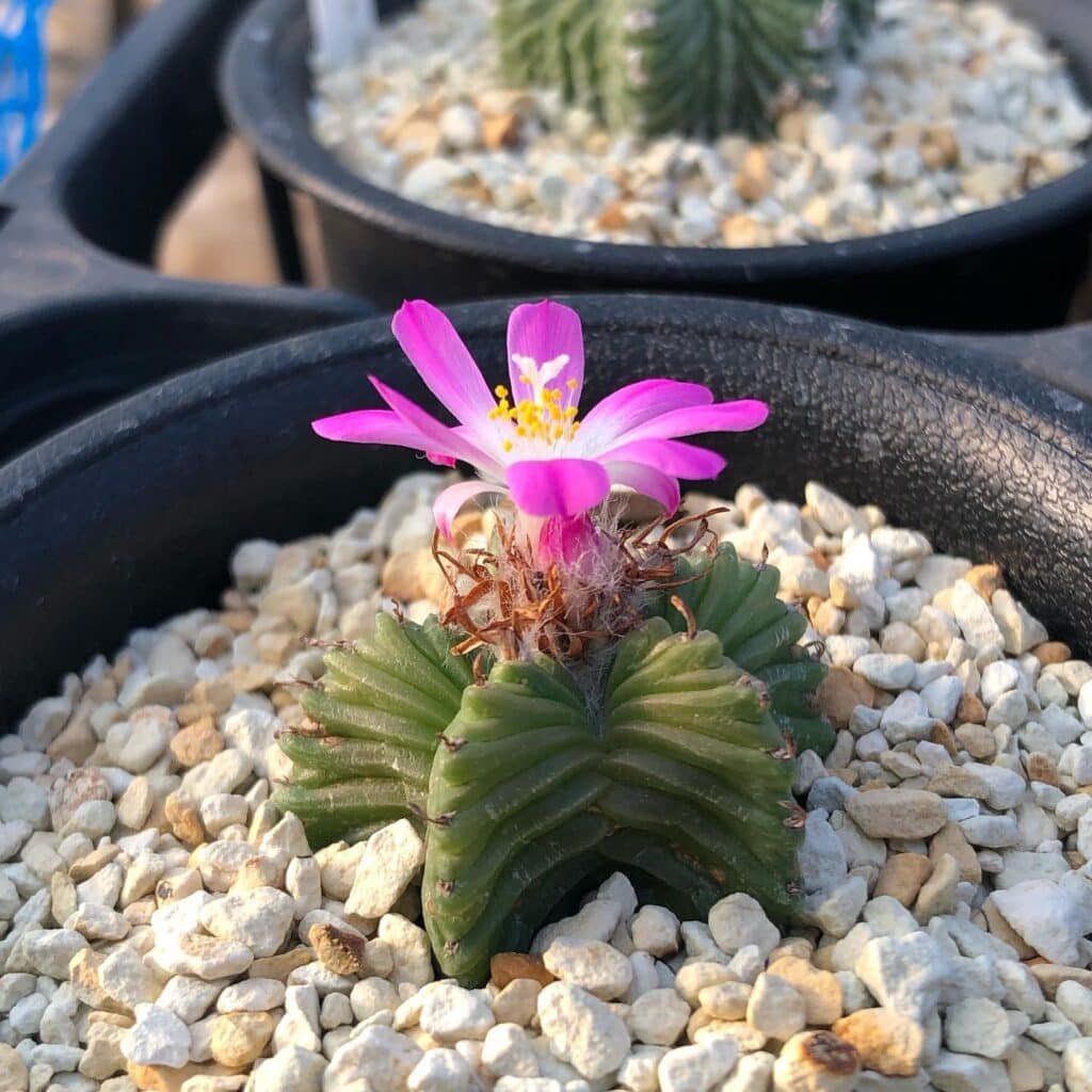 How To Propagate Aztekium