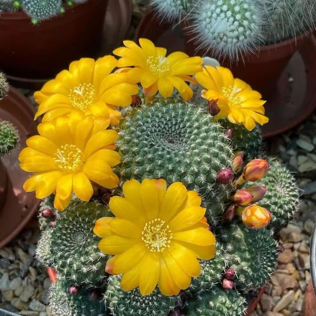Rebutia Marsoneri