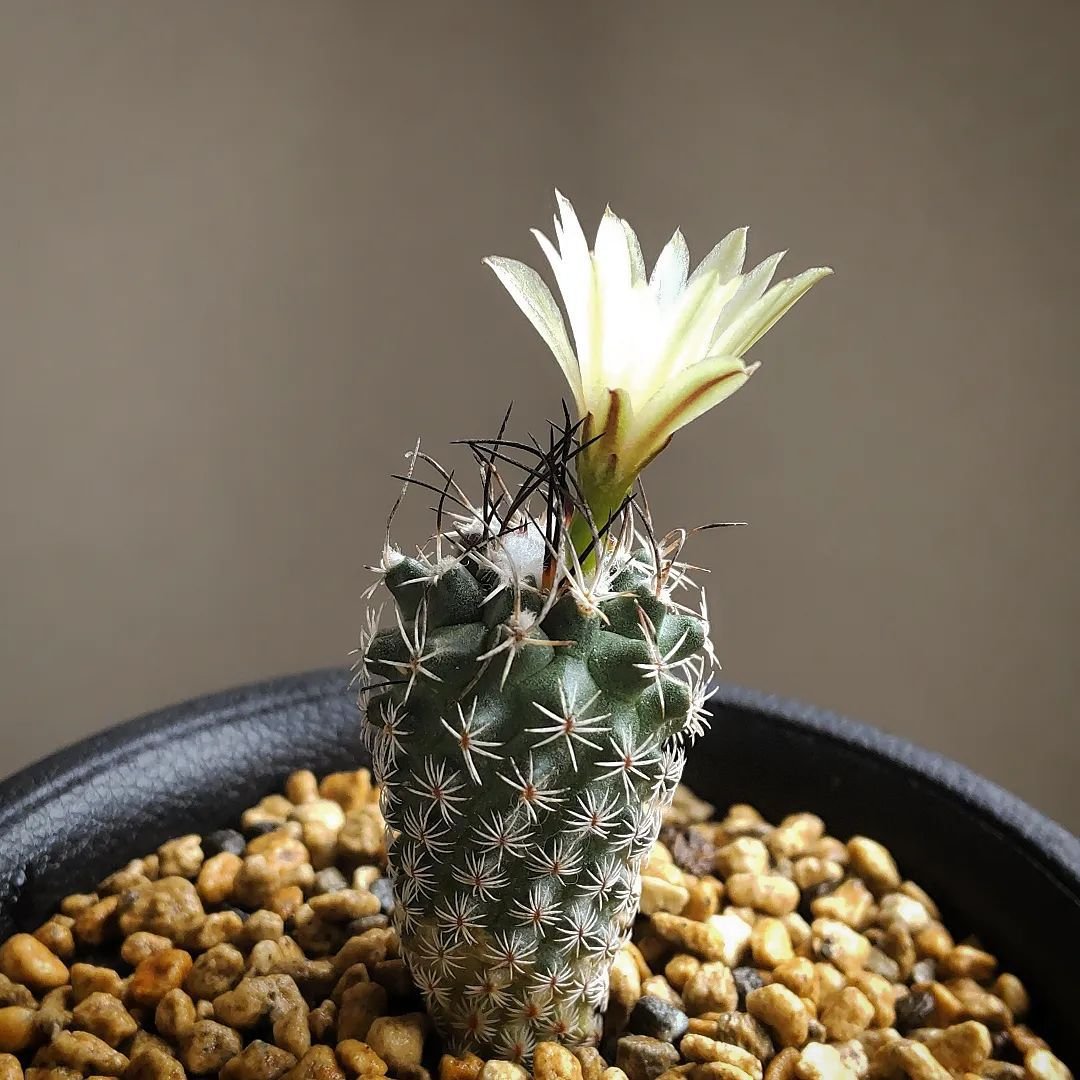 Turbinicarpus Krainzianus