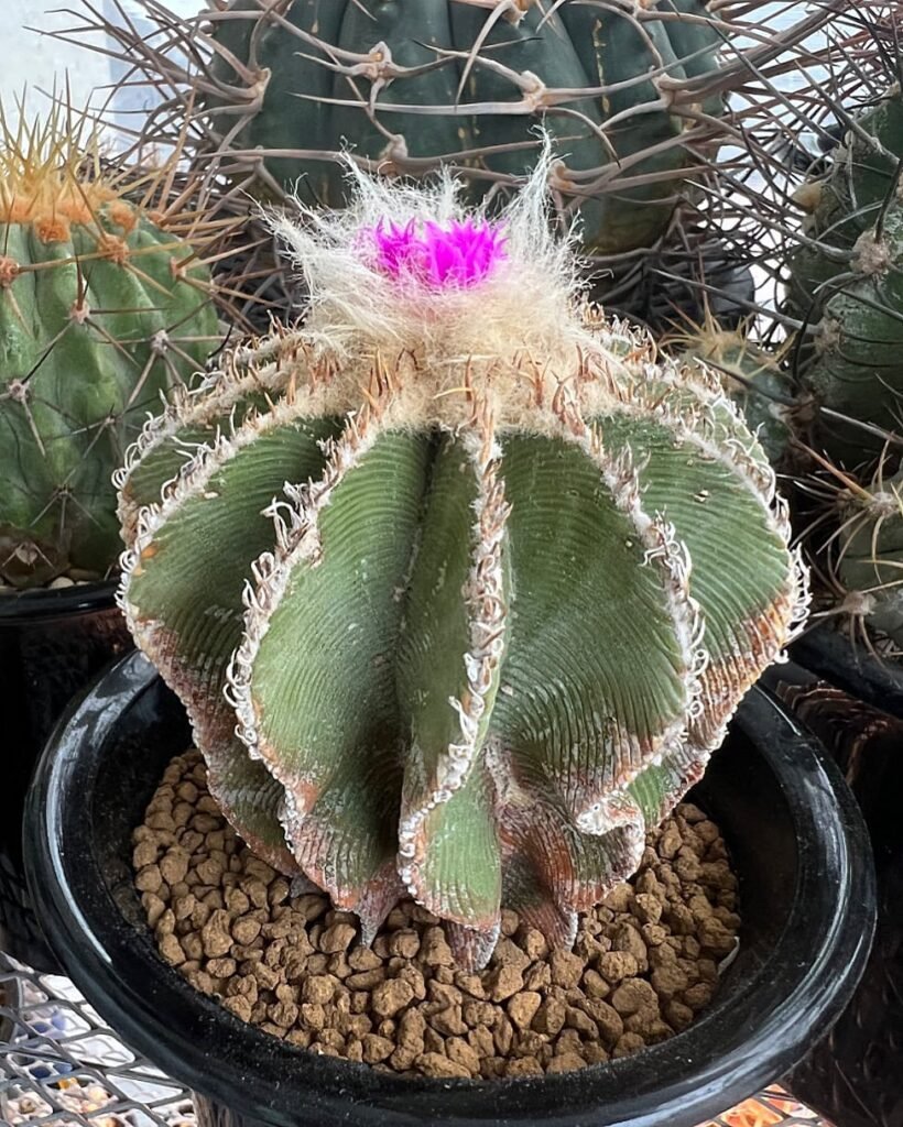 Aztekium Hintonii