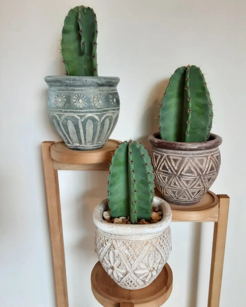Why Cactus Plants Are The Best Plants For Small Spaces