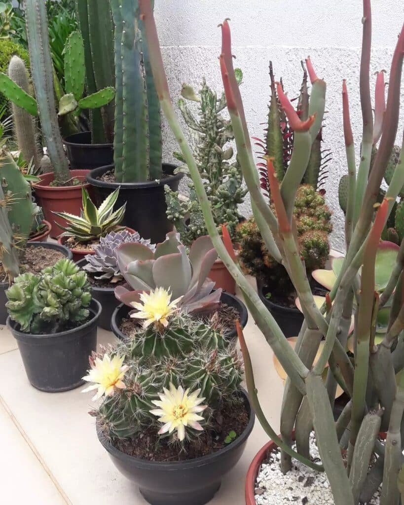 Top 5 FAQ And Answers For Thelocactus Hexacanthus