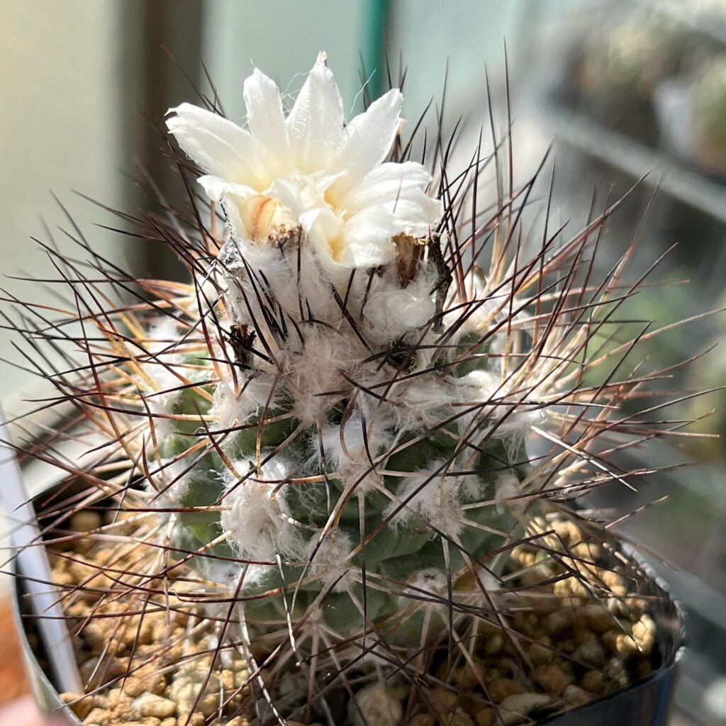 Turbinicarpus Gielsdorfianus