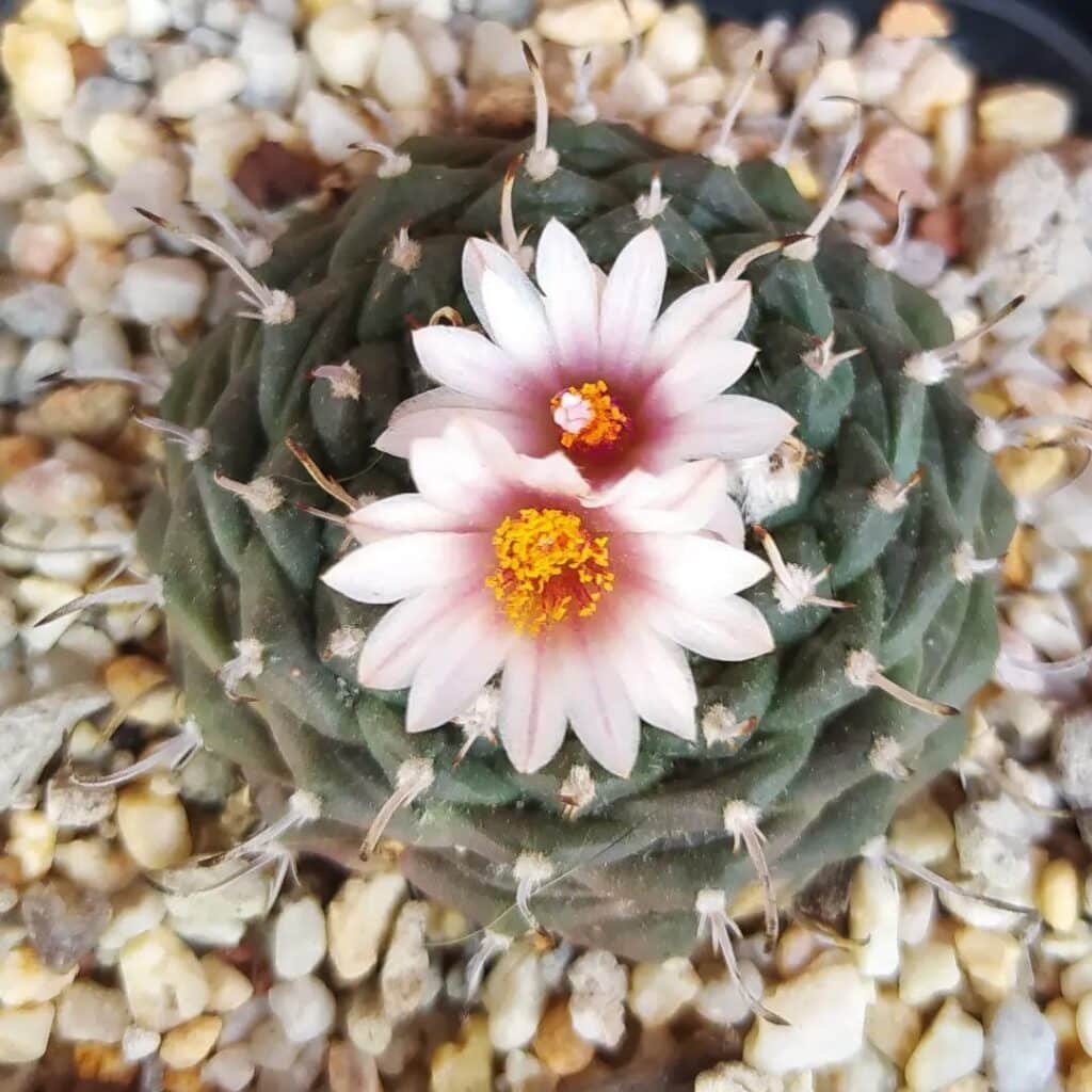 Turbinicarpus Bonatzii