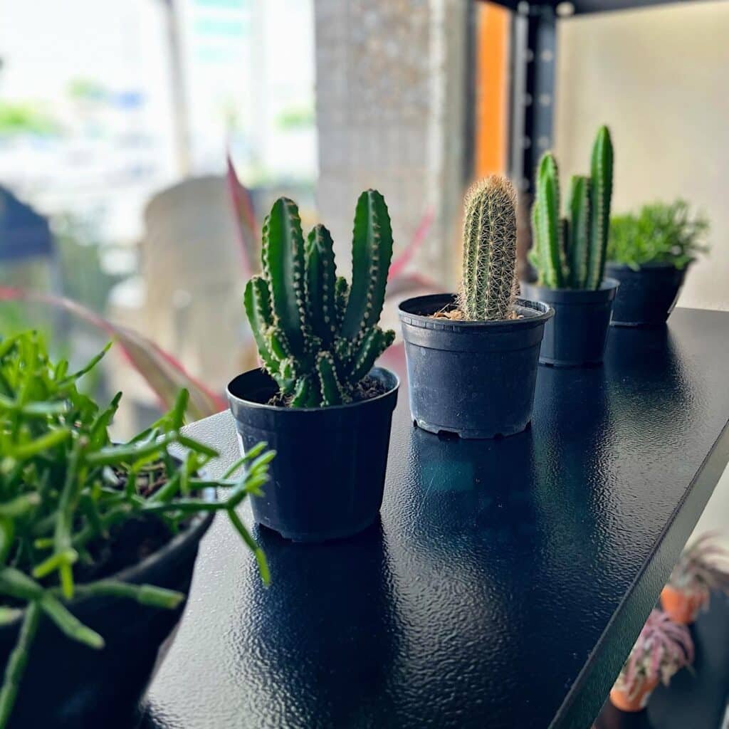 Top 10 Interesting Facts About Mini Cacti