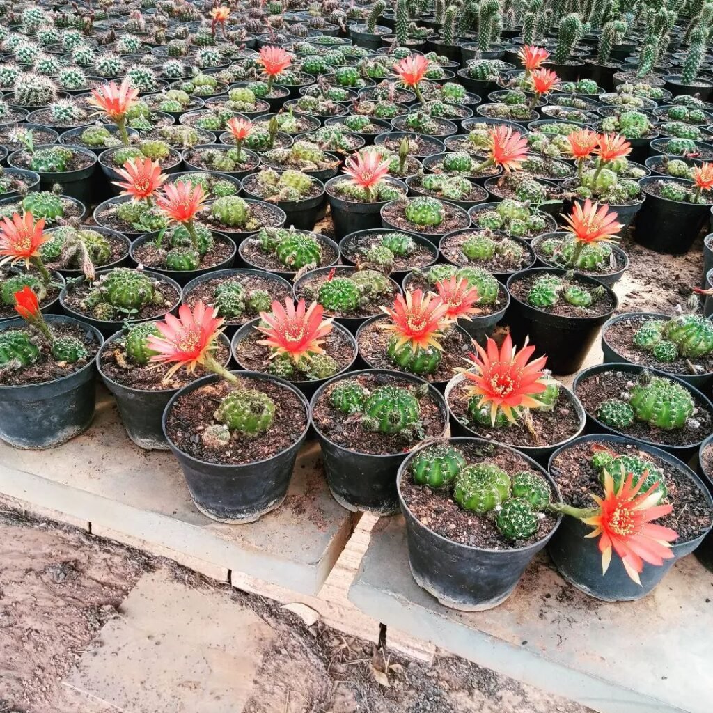 What Are Mini Cacti?