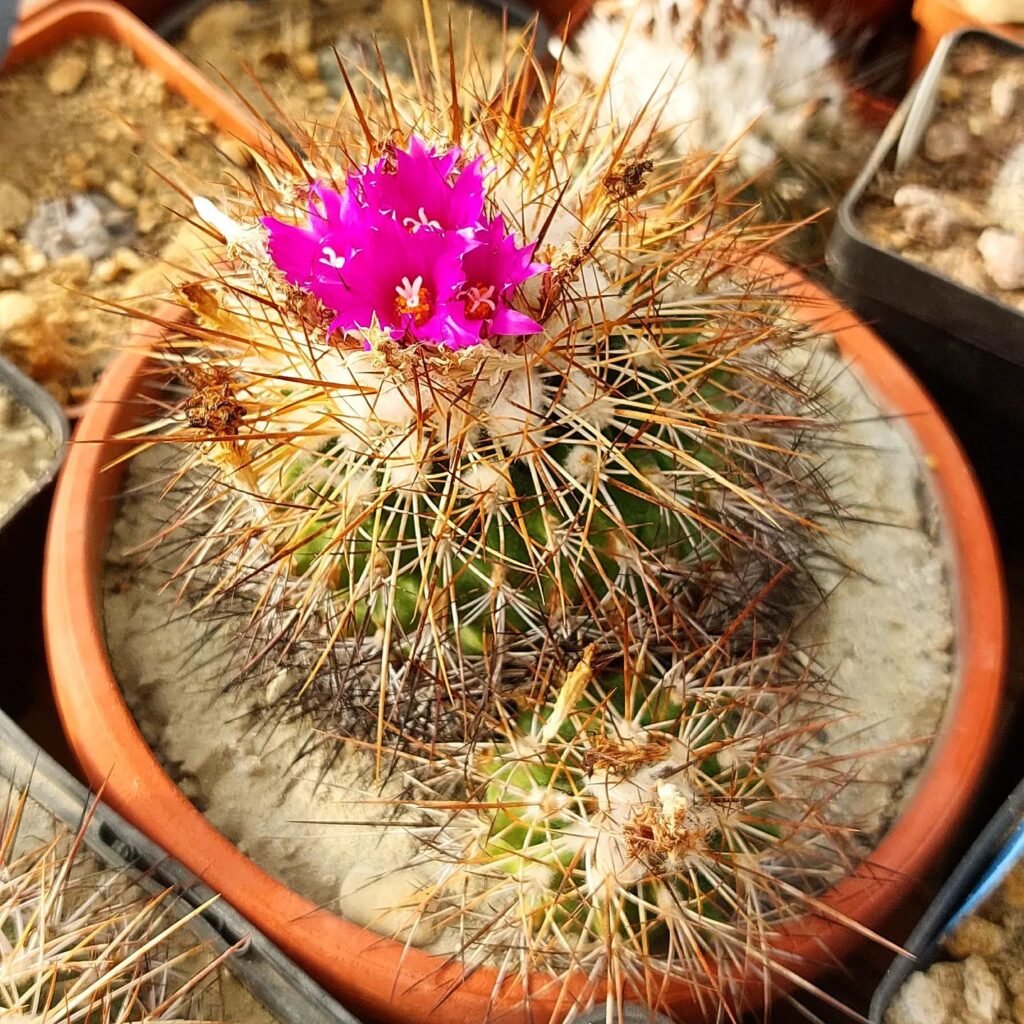 Turbinicarpus Horripilus