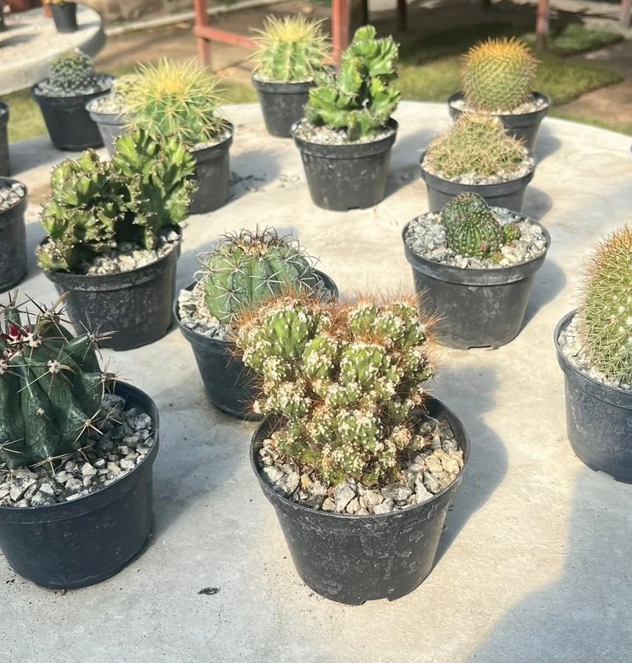 Adaptations Of Mini Cacti