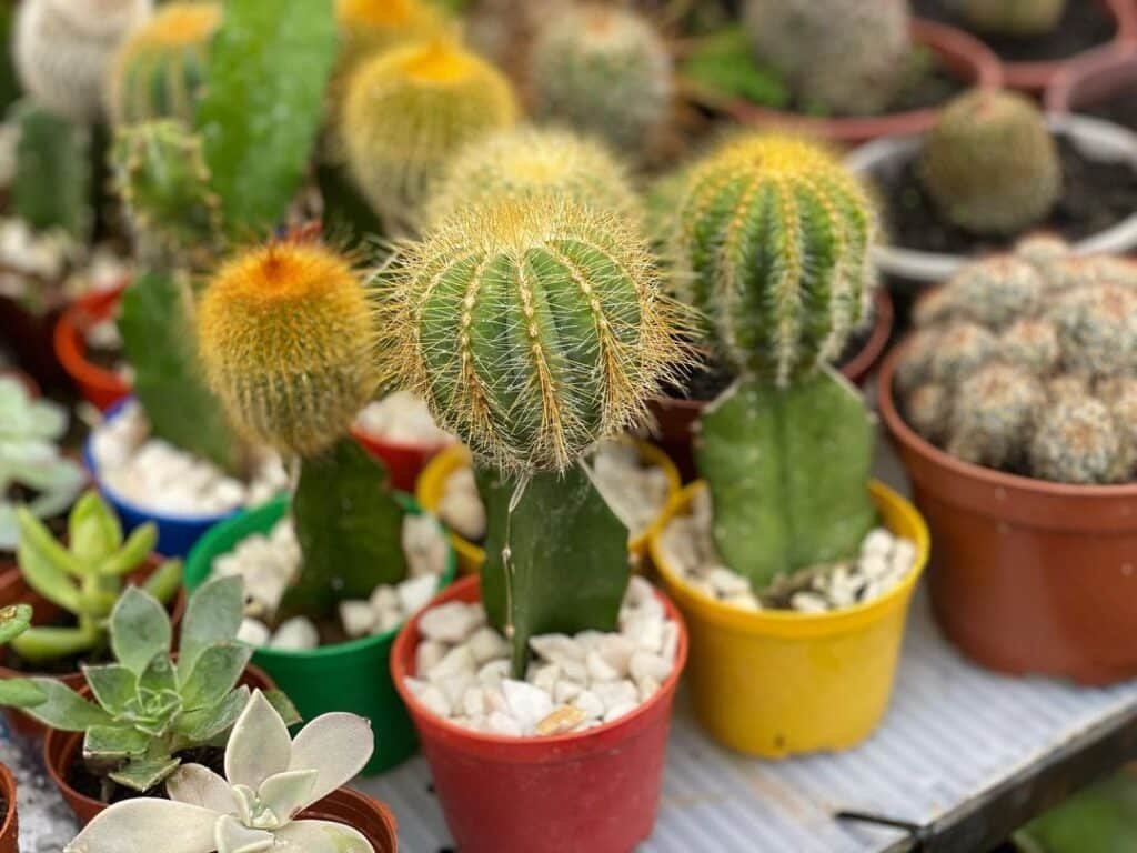 Mini Cacti In Cultivation