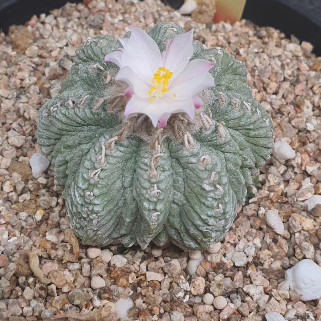 Aztekium Ritteri