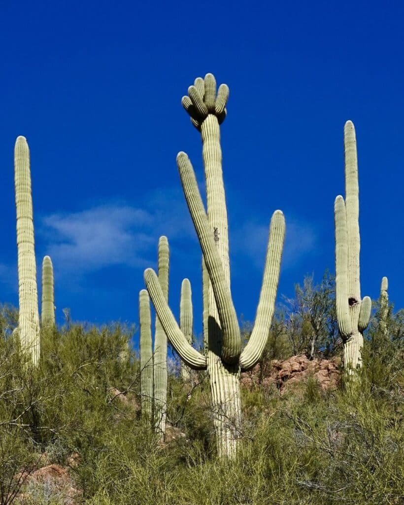 10 Rare And Stunning Cactus Varieties To Elevate Your Garden!